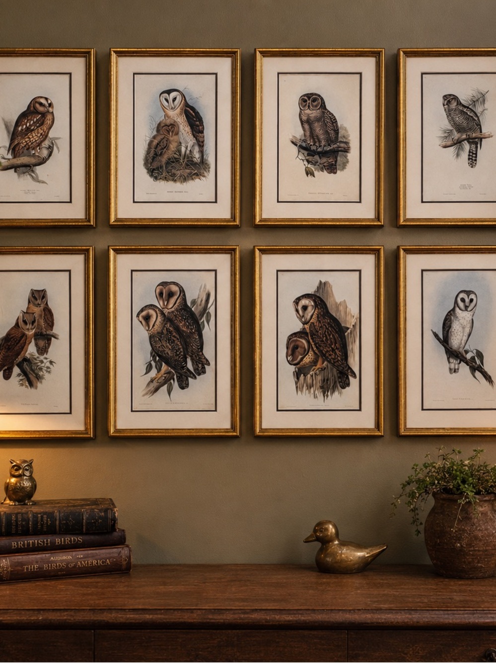 Vintage Framed Owl Naturalist Prints | English Study / Woodland Gallery Wall